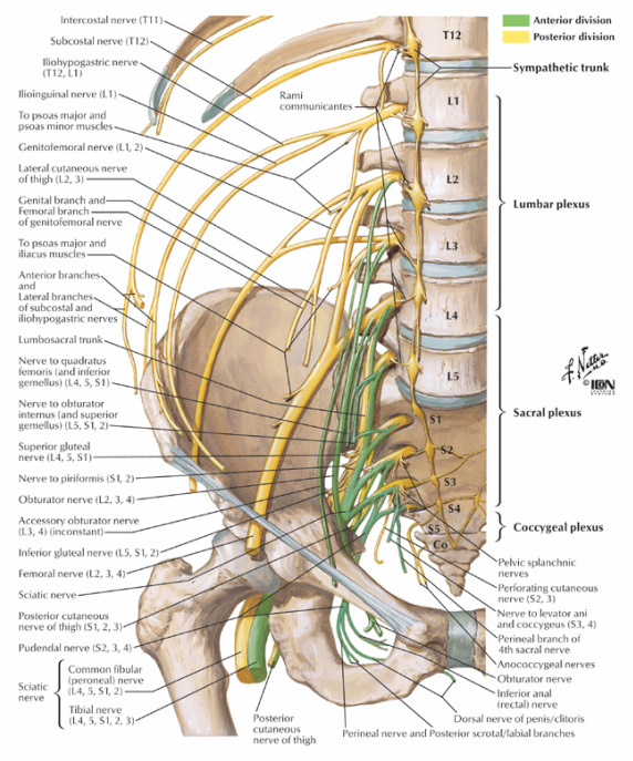 Nerves of the Lumbar Spine - ACUTE LOW BACK PAIN